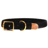 Fancy Collar - Gold Clasp